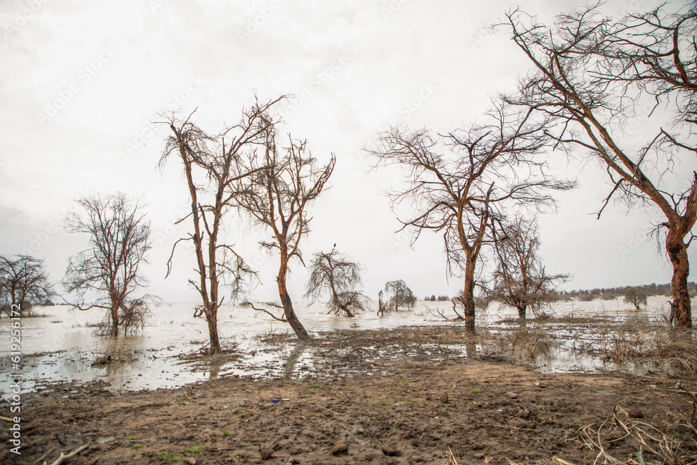 dead trees stand in lake in Africa. Maniara national park dead trees stand in lake in Africa. Maniara national park