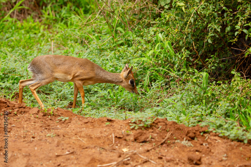 Gunthers Dikdik smallest antelope Serengeti, Maniara Tanzania. Africa travel concept photo