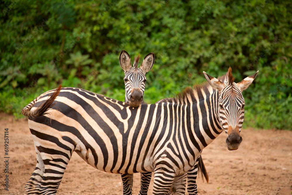Fototapeta premium funny zebras playing in their natural environment