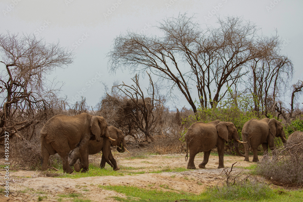 Big Elephants and baby walking through Maniara National Park