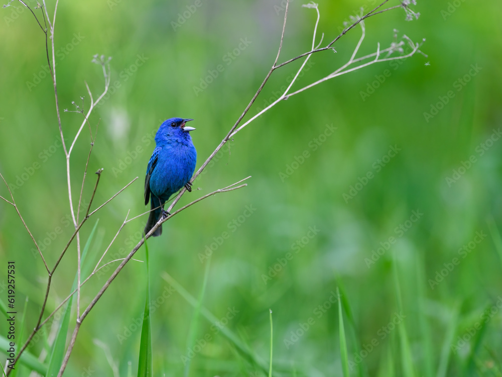 Fototapeta premium Indigo Bunting portrait on green background