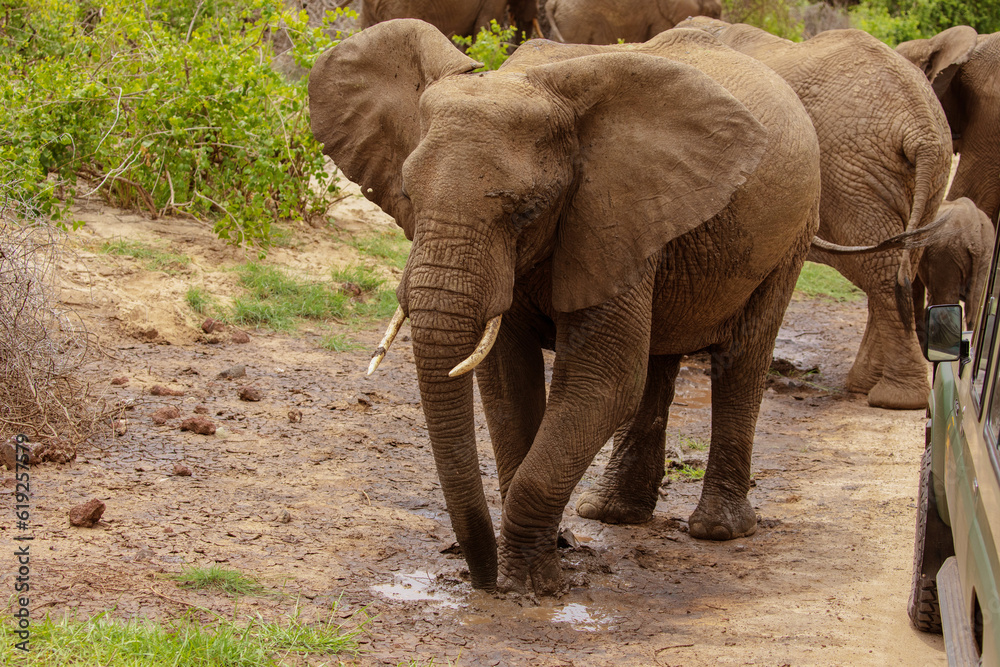 Big Elephants and baby walking through Maniara National Park