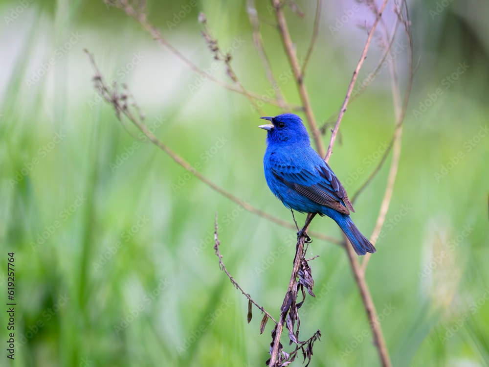 Indigo Bunting  portrait on green background