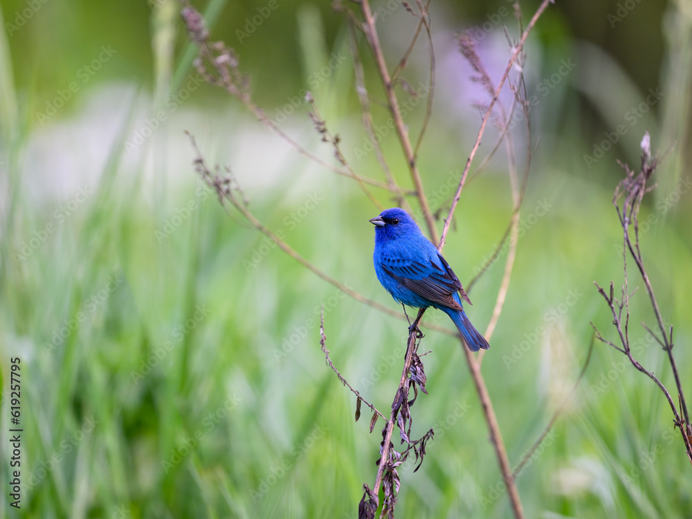 Obraz premium Indigo Bunting portrait on green background