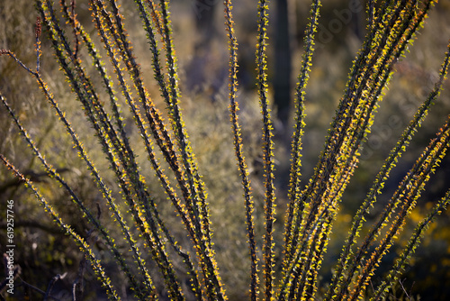 Beautiful backlit ocotillo cactus in the Arizona Desert at sunset