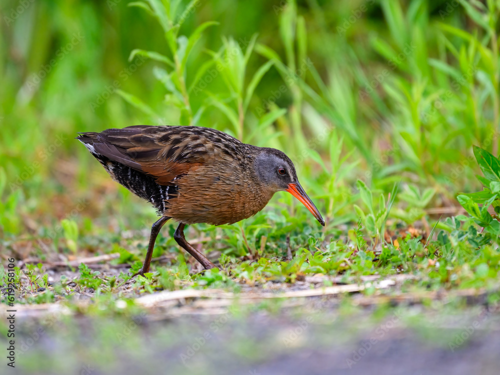 Virginia Rail foraging in Spring, closeup portrait Virginia Rail foraging in Spring, closeup portrait