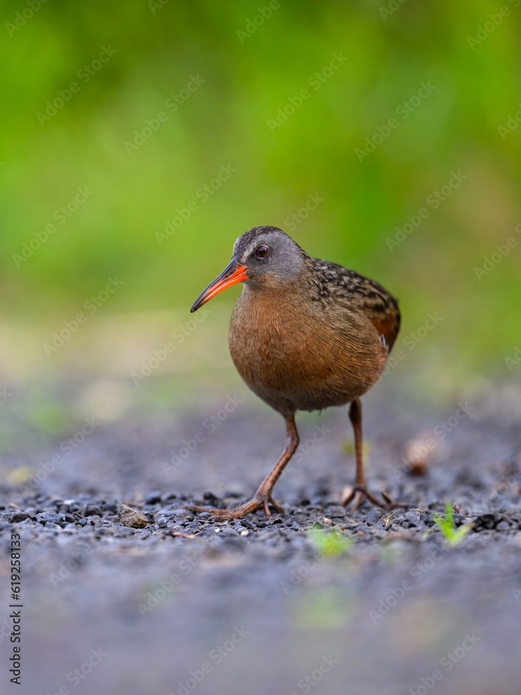 Virginia Rail foraging in Spring, closeup portrait Virginia Rail foraging in Spring, closeup portrait