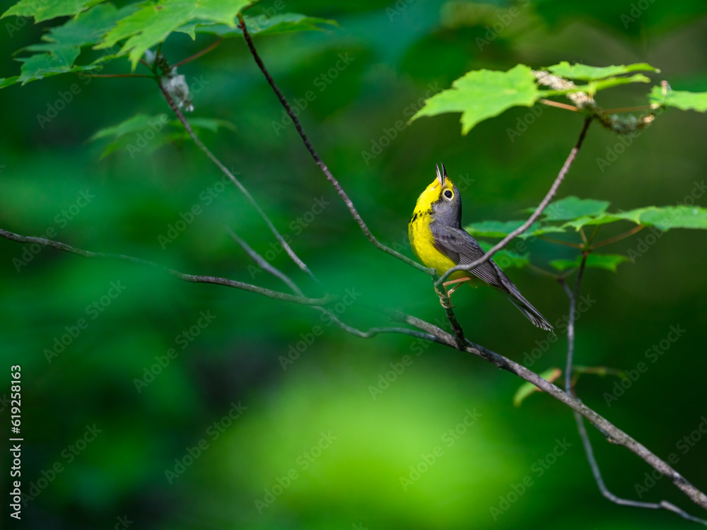 Canada Warbler perched on tree branch against green background Canada Warbler perched on tree branch against green background