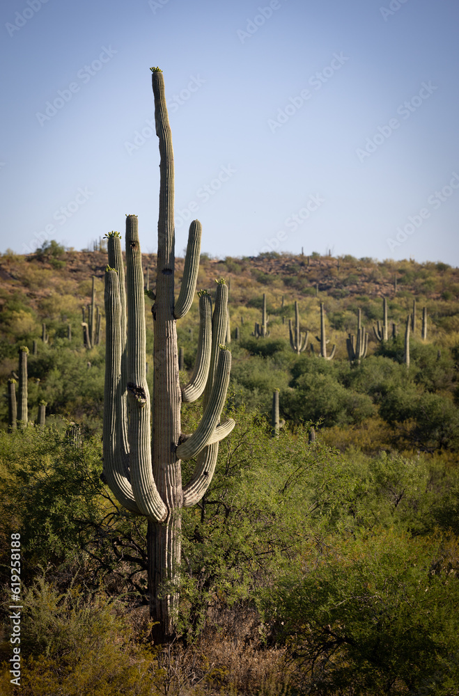 Majestic large saguaro cactus with many arms on a hill in the Tucson Arizona Desert