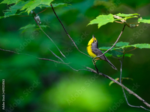 Canada Warbler perched on tree branch against green background