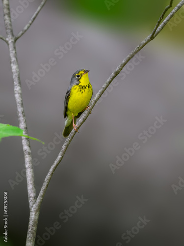 Canada Warbler perched on tree branch against green background © FotoRequest