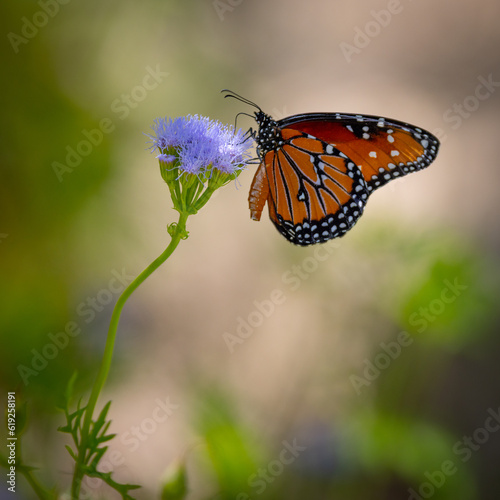 The colorful wings of a beautiful orange monarch butterfly on a purple flower in the garden.  