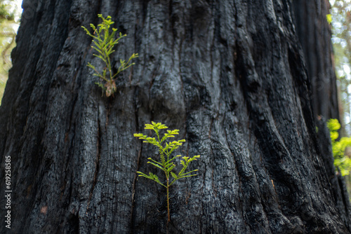 Rebirth of a Redwood tree in the forest after burning. After the fire in the Big Bassin State Park, Northern California