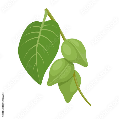 Vector illustration, Kakadu plum, also called gubinge, billygoat plum, green plum, salty plum, or murunga, isolated on white background.