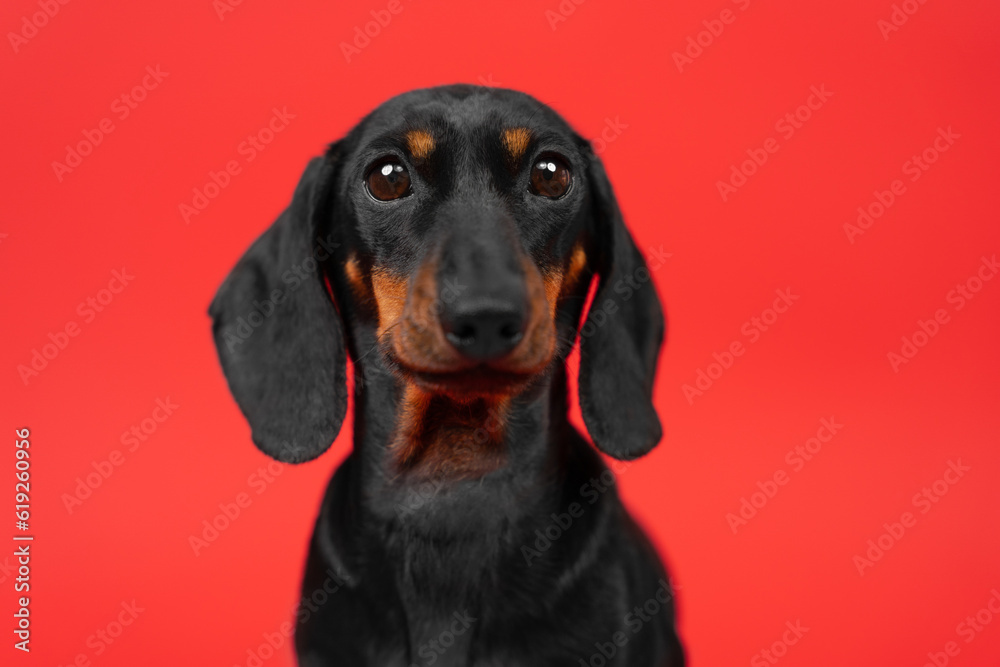Portrait of a dachshund dog with surprised eyes wide open on a red background. Silly-looking puppy woke up in the morning waking up staring dazed. The muzzle of a tousled ridiculous cute pet