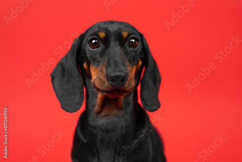 Portrait of a dachshund dog with surprised eyes wide open on a red background. Silly-looking puppy woke up in the morning waking up staring dazed. The muzzle of a tousled ridiculous cute pet © Masarik