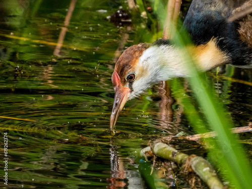 Comb-crested Jacana in Queensland, Australia photo