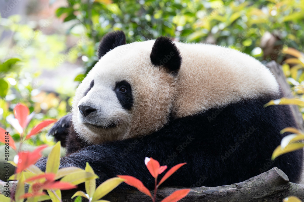 Fototapeta premium Close up Female Panda Chengdu Panda Base, China