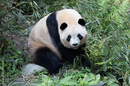 Close up Female Panda Chengdu Panda Base  China