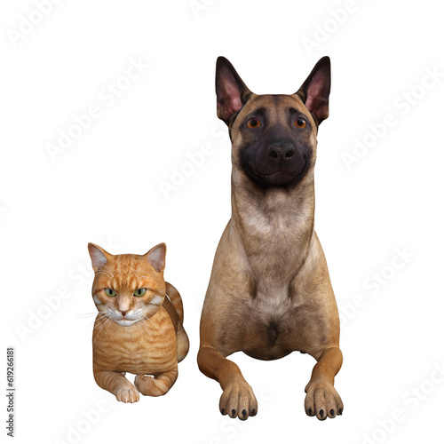 cat and dog