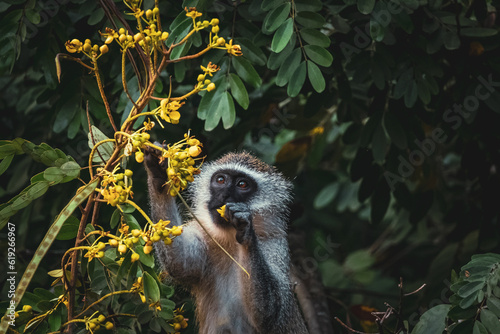 Monkey Eating Flowers - High Rez w/ Eye Shine photo