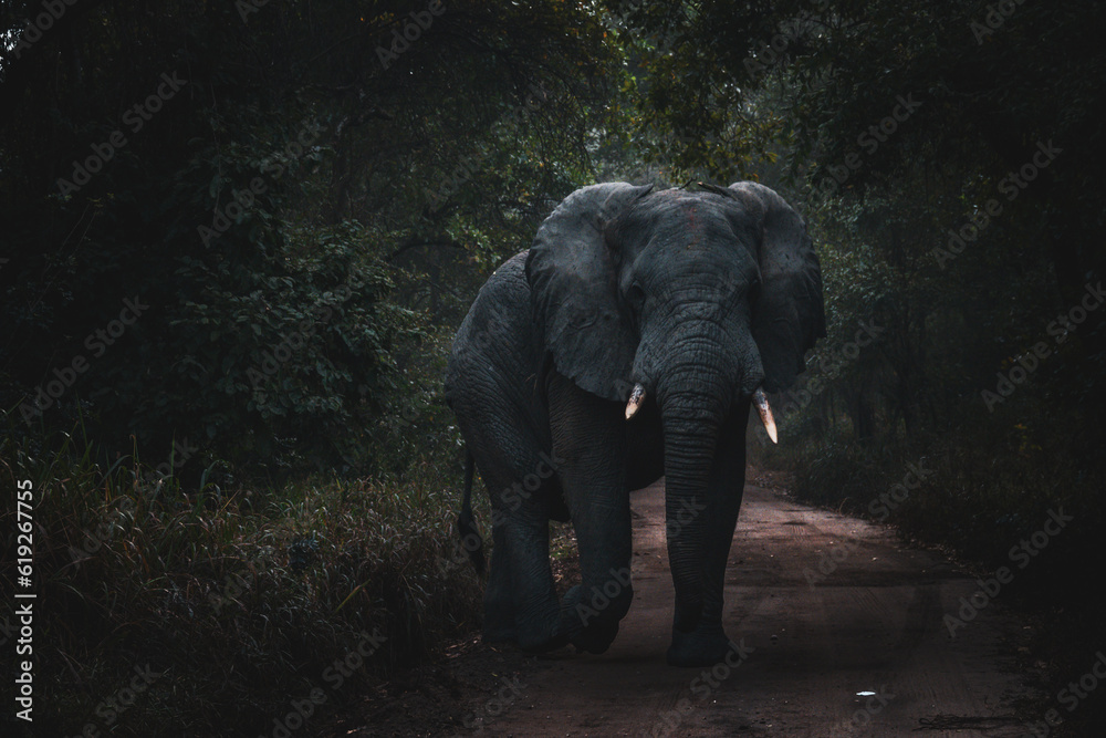 Stunning Photo of Bull Elephant, Dark And Moody