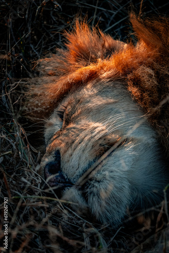Sleeping Lion - Incredible Closeup Photo of Big Cat Snoozing