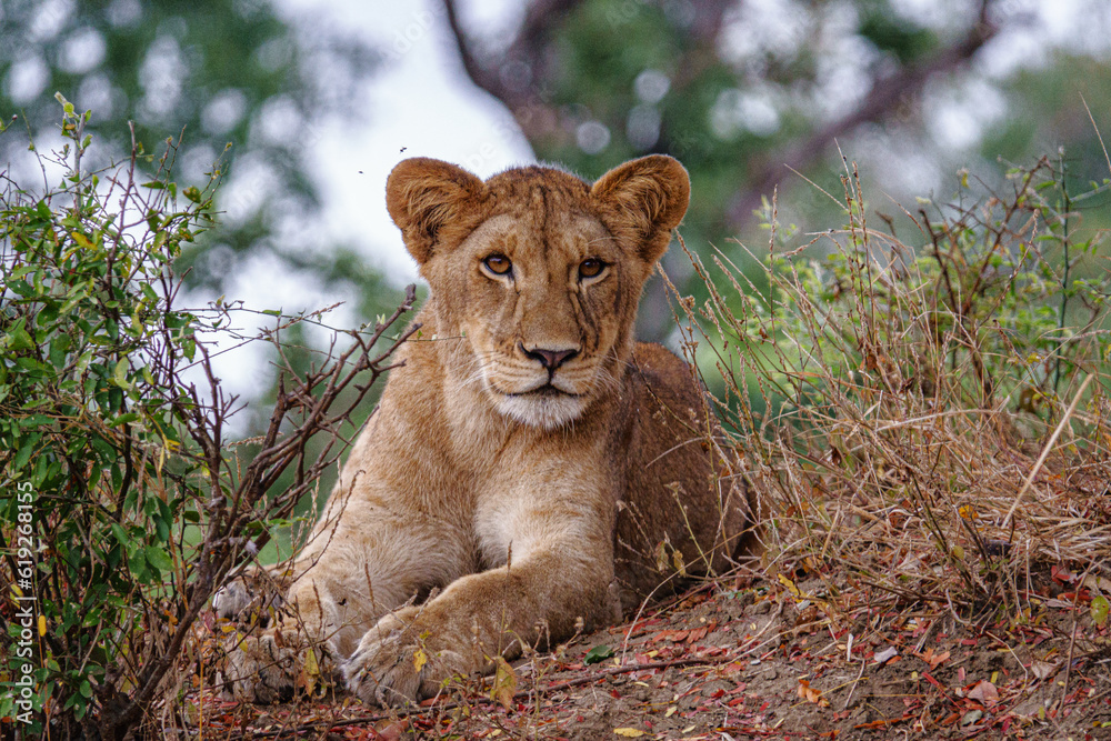 Lion Cub - Up Close with a Quizzical Expression Lion Cub - Up Close with a Quizzical Expression