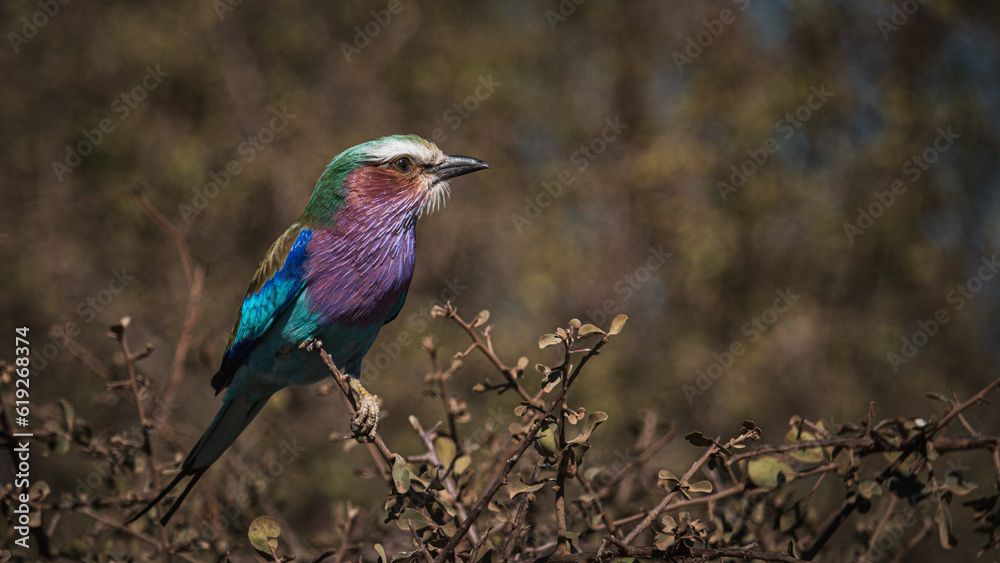 Lilac Breasted Roller Perched on a Branch