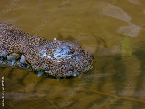 Freshwater Crocodile in Queensland Australia photo