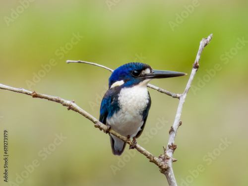 Little Kingfisher in Queensland Australia
