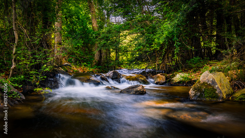 Fototapeta Naklejka Na Ścianę i Meble -  Flowing stream in the forest
