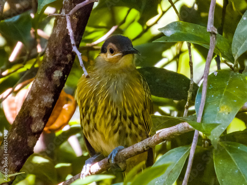 Macleay s Honeyeater in Queensland Australia