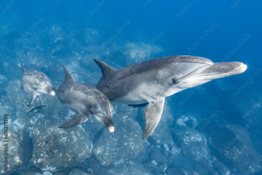 Naklejka premium 3匹のフレンドリーなイルカ