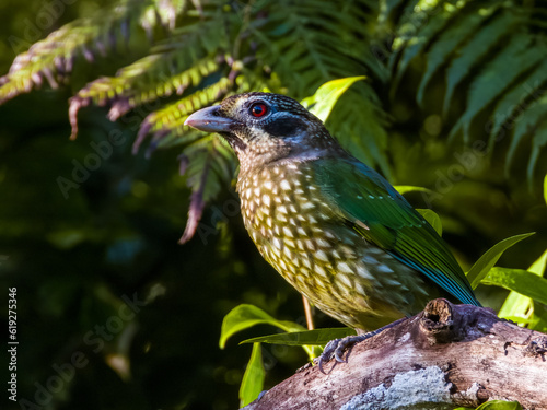 Spotted Catbird in Queensland Australia photo
