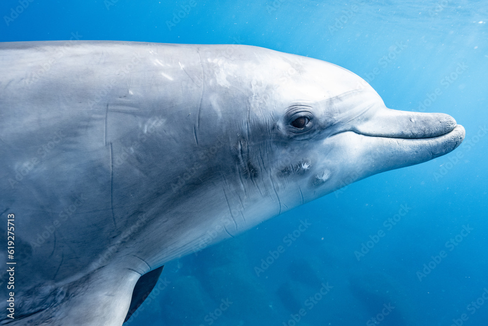 Fototapeta premium イルカと目が合った瞬間