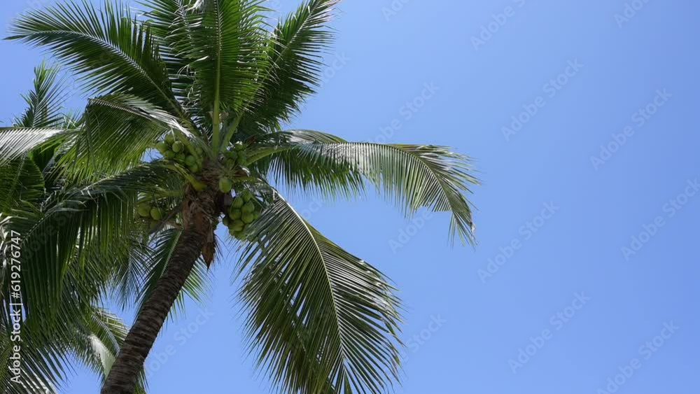 leaf of coconut trees flutter slow motion on blue sky, beautiful natural background leaf of coconut trees flutter slow motion on blue sky, beautiful natural background