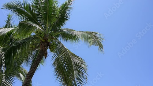 Wallpaper Mural leaf of coconut trees flutter slow motion on blue sky, beautiful natural background Torontodigital.ca