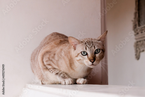 Domestic tabby Cat on white wall in Bangkok at Thailand