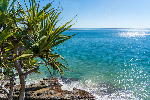 Pandanus trees on the rocky cliff at Noosa Heads. Sunshine Coast, Queensland. photo
