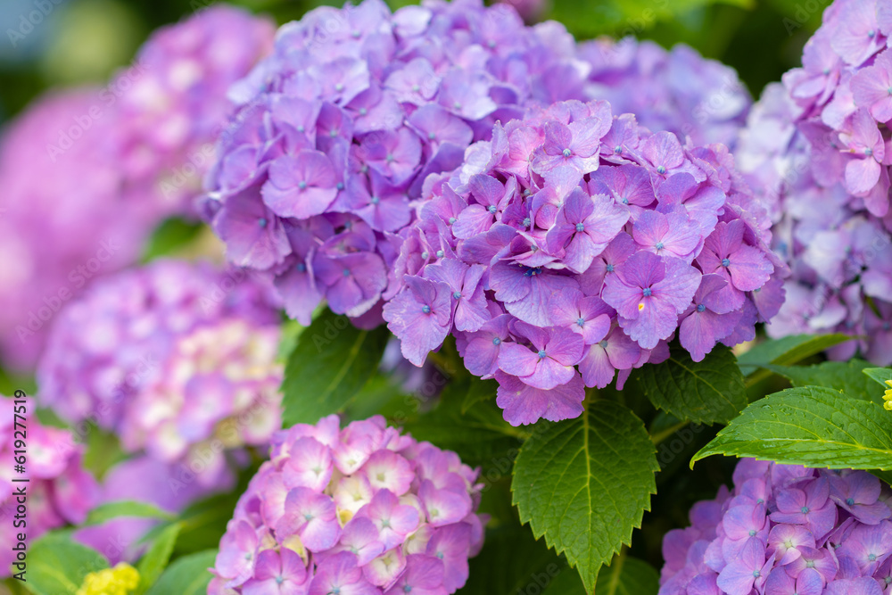 Purple Hydrangea flowers in the garden Purple Hydrangea flowers in the garden