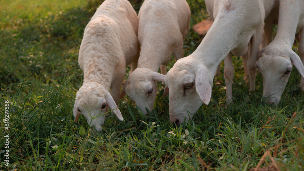 sheep sheep
