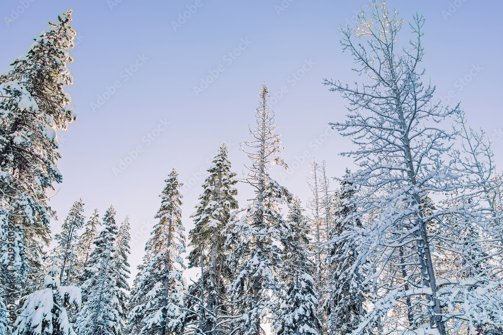 Trees covered in snow, winter forest on sunny day Trees covered in snow, winter forest on sunny day