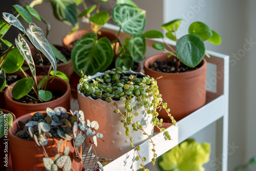 Small sprouts plants in terracotta pots on cart at home. Closeup of potted houseplants - pilea, ceropegia, peperomia, alocasia bambino and anthurium on metal shelfs. Indoor gardening, botany concept.  photo
