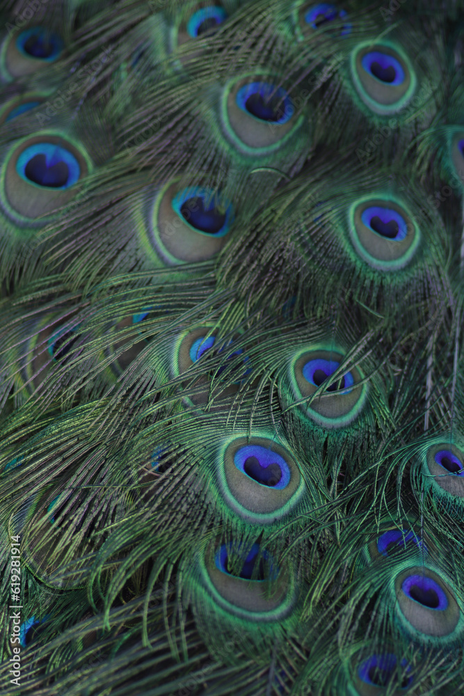 Obraz premium peacock feather background