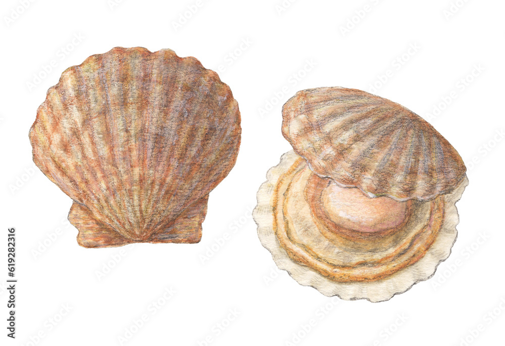 殻付きホタテ　水彩色鉛筆イラスト