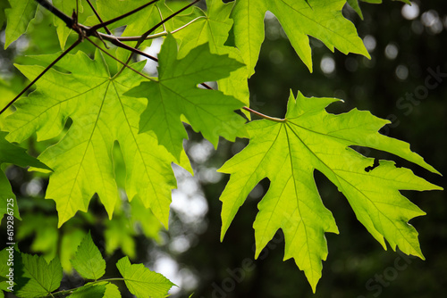 Sprig of backlit green bigleaf maple leaves