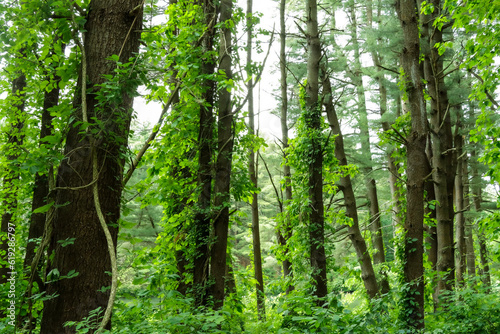 trees in the forest