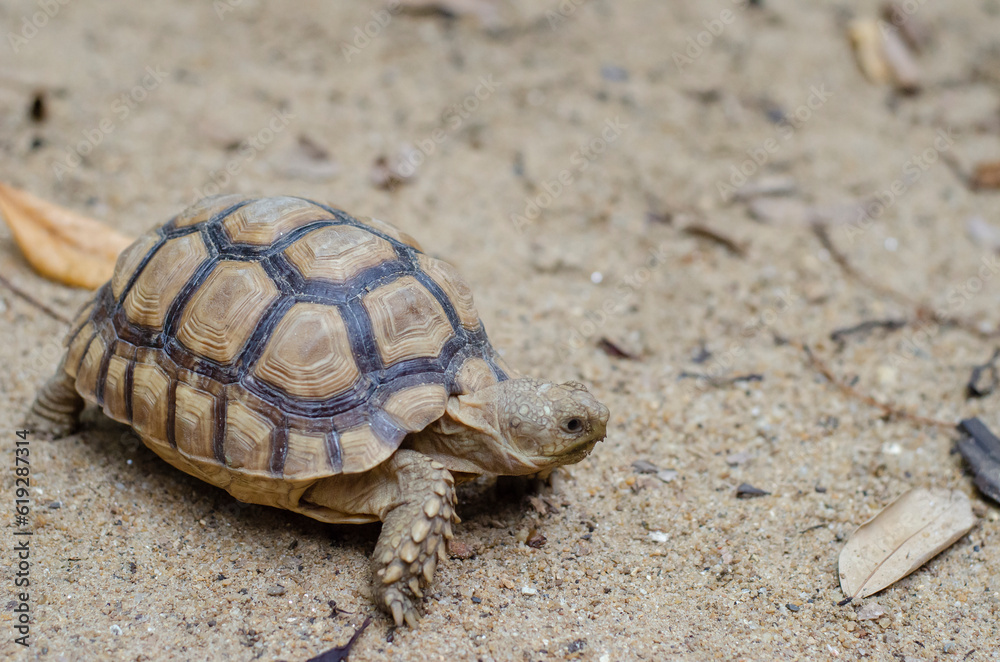 baby turtle walking on sand, Close up baby turtle walking on sand, Close up