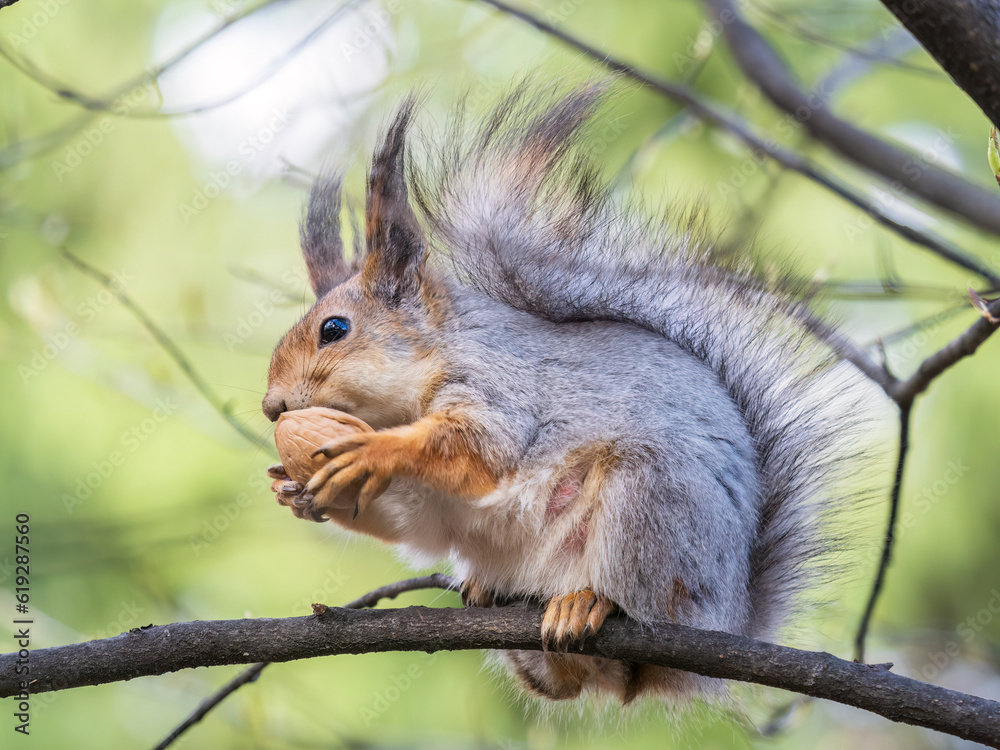 Fototapeta premium The squirrel with nut sits on a branches in the spring or summer.